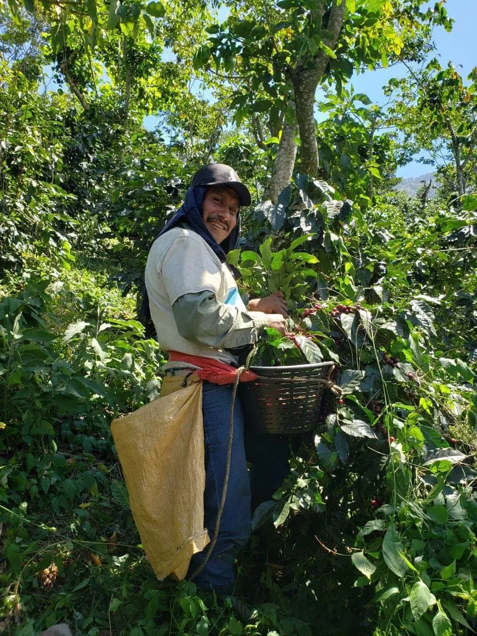 Cosecha del café